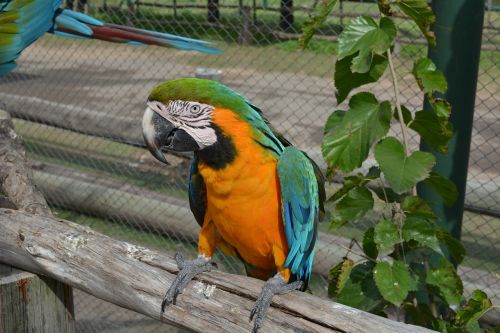 Paukštis, Gamta, Zoologijos Sodas, Gyvūnai, Argentina, Lujan, Paukščiai, Arara