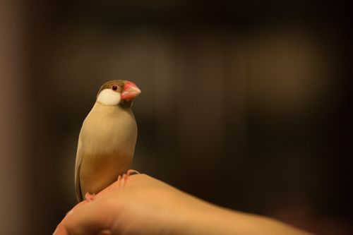 Paukštis, Japonija, Gyvūnas, Maži Gyvūnai