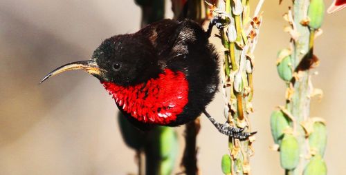 Raudonos Krūtinės Blizgios Galvos, Paukštis, Namibija
