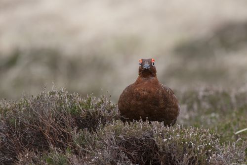 Paukštis, Grouse, Gamta, Laukinė Gamta, Žaidimas