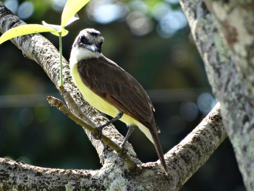 Paukštis, Gamta, Atogrąžų Paukščiai, Cayenne, Prancūzijos Gviana