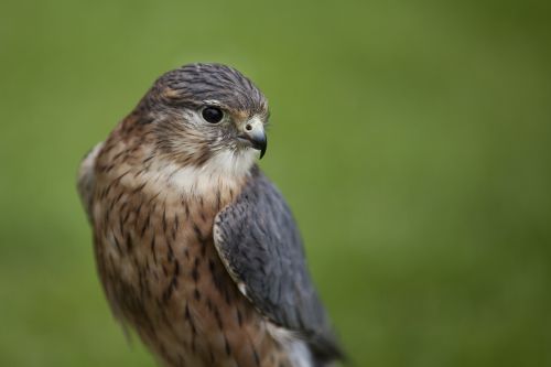 Paukštis, Merlinas, Laukinė Gamta, Falcon, Raptoras, Vanagas, Ornitologija, Salkūnai
