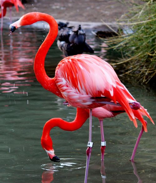Paukštis, Flamingo, Rožinis, Gamta