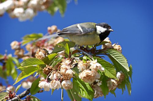 Paukštis, Šunys, Parus Majoras, Maitinimas, Sodas, Gyvūnas, Gamta, Maža Paukštis, Jaunas, Sėdėti