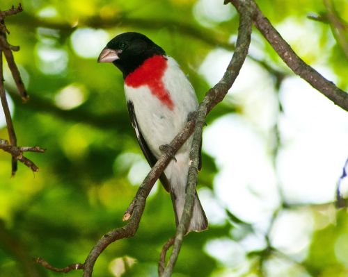 Paukštis, Gamta, Lauke, Ornitologija, Miškas, Grosbeak, Rožinės Girnelės