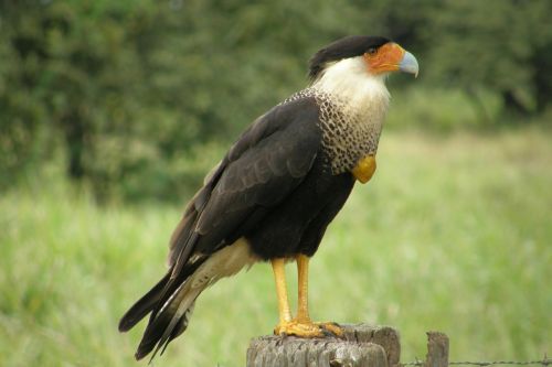 Paukštis, Cerrado, Gyvūnas, Gamta, Atogrąžų Paukščiai, Brazilija, Ekologija, Brazilijos Fauna