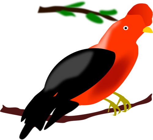 Paukštis, Peru, Egzotiškas, Atogrąžų, Raudona, Nemokama Vektorinė Grafika