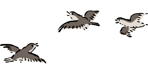 Paukštis, Plover, Skraidantis, Nemokama Vektorinė Grafika