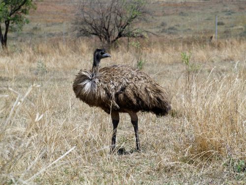 Emu Paukštis, Mpumalanga, Pietų Afrika