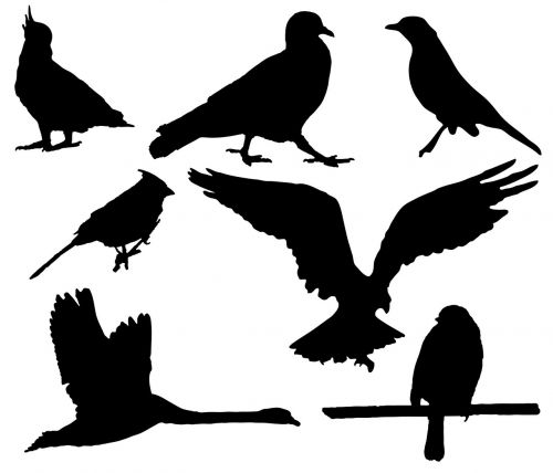 Paukštis, Paukščiai, Gyvūnas, Laukinė Gamta, Balandis, Kakadu, Erelis, Gulbė, Robin, Juoda Paukštis, Siluetas, Siluetai, Juoda, Iliustracijos, Skraidantis
