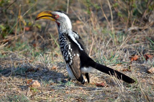 Geltonas Snapas, Paukštis, Laukinis Gyvenimas, Kruger Parkas, Pietų Afrika
