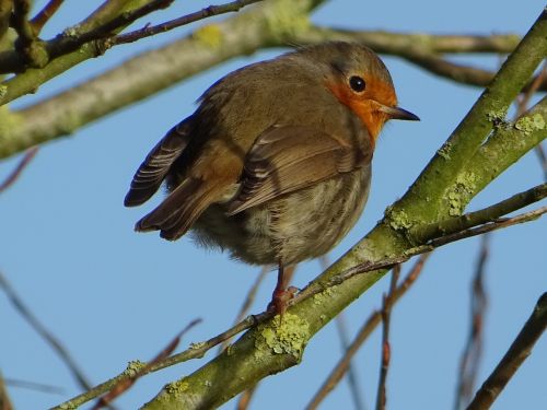 Paukštis, Robin, Pavasaris