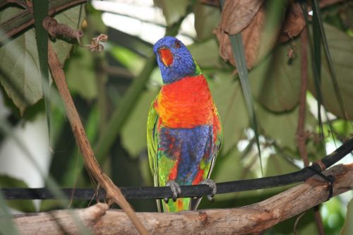 Paukštis, Spalvinga, Papūga, Spalva, Zoologijos Sodas, Tierpark Hellabrunn, Vaivorykštinis, Paukščiai, Egzotinė Paukštis