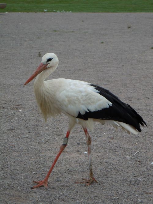 Paukštis, Balta, Cygogne, Fauna, Zoologijos Sodas