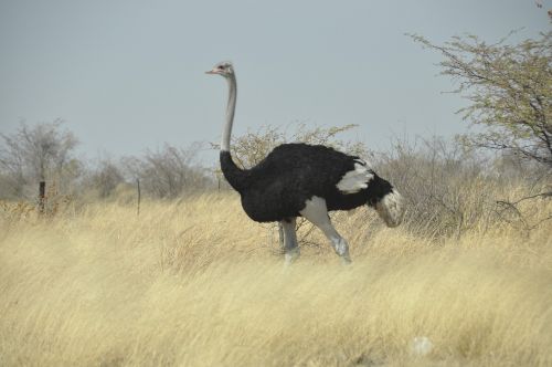 Paukštis, Puokštė, Botsvana