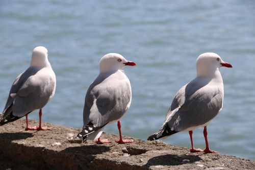 Kajakas, Paukštis, Gannet, Papludimys, Medis