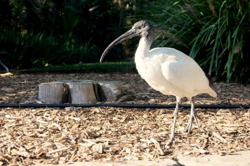 Paukštis, Gyvūnas, Laukinė Gamta, Zoologijos Sodas