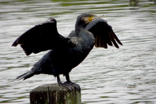 Paukštis, Musia, Ežeras, Juoda, Adler, Paukščiai, Dangus, Plunksna, Plaukti, Gamta, Kajakas, Kranto, Šventė, Sala, Šlapias, Mėlynas, Kepuraitė, Raptoras, Sąskaitą, Vandens Paukštis