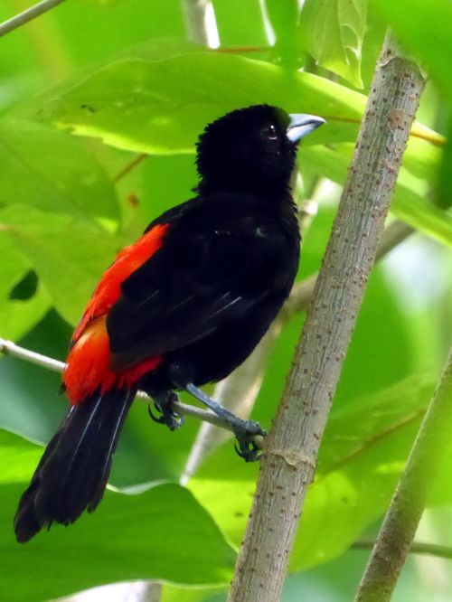 Paukštis, Raudona, Juoda, Kosta Rika