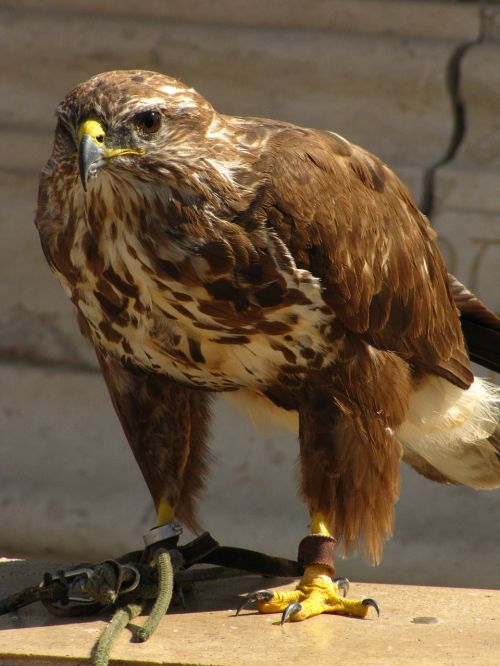 Paukštis, Falcon, Lankytinos Vietos