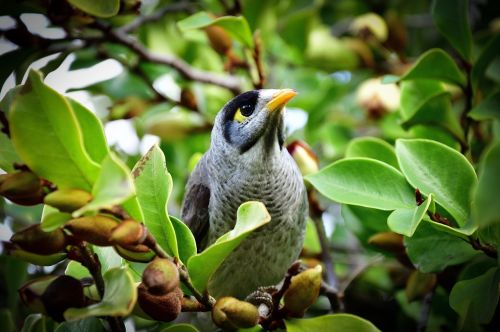 Paukštis, Toowoomba, Queensland, Australia, Žalias, Medžiai, Paukščių Stebėtojas, Gamta