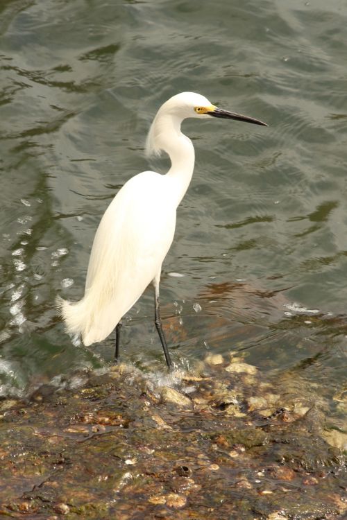 Paukštis, Jūros Paukštis, Mar