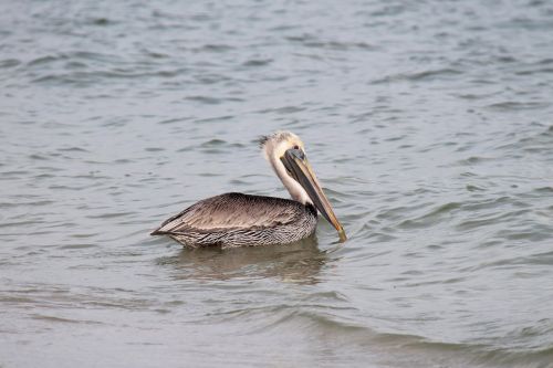 Paukštis, Jūra, Florida, Vandens Paukštis, Vanduo, Gyvūnas, Dykuma, Gamta, Kranto, Seevogel, Pelikan, Žuvis, Sąskaitą