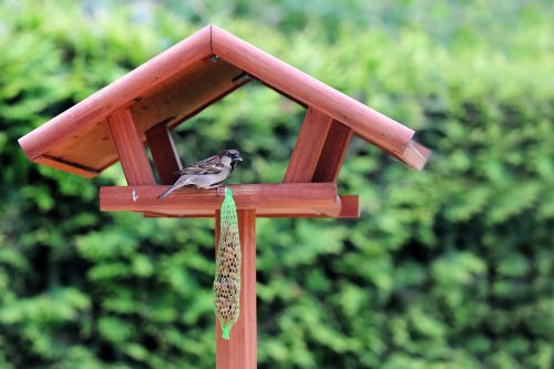 Paukštis, Paukščių Sėkla, Gamta, Gyvūnai, Maitinti, Maitinimas, Peck, Paukščių Maitintojas, Paukščių Maitinimas, Sodas