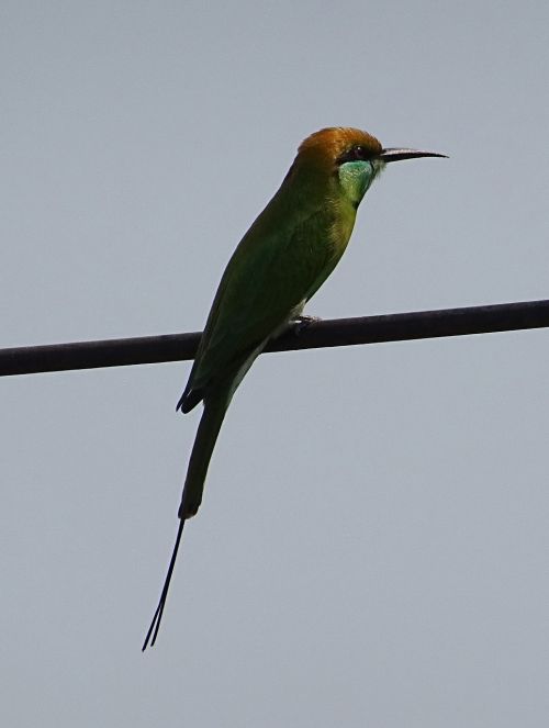 Paukštis, Žaliasis Bičių Ėdalas, Merops Orientalis, Praeivis, Fauna, Haspur, Karnataka, Indija