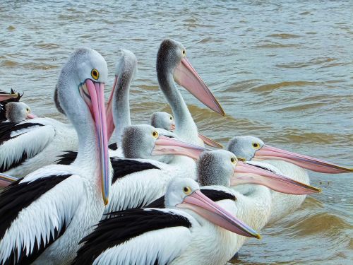 Paukštis, Pelican, Jūros Paukštis, Gamta, Snapas, Fauna