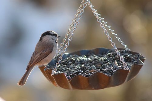 Paukštis, Finch, Tiektuvas, Paukščių Maitintojas, Niger Sėklos