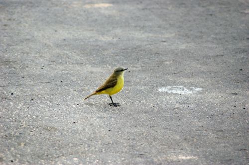 Paukštis, Kelias, Asfaltas, Paragvajus, Pietų Amerika