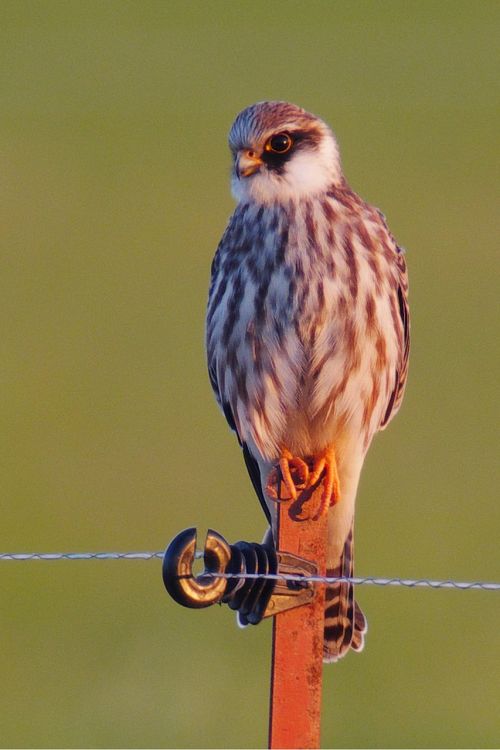 Paukštis, Falcon, Plėšrusis Paukštis, Raptoras, Gamta, Laukiniai, Gyvūnų Portretas, Laukinė Gamta, Raudonasis Kumštis