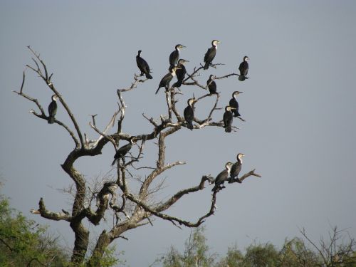 Paukštis, Afrika, Gamta, Gyvūnai, Puikus Kormoranas, Senegalas, Djoudj