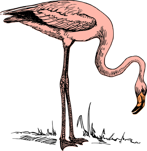 Paukštis, Flamingo, Gamta, Laukinė Gamta, Nemokama Vektorinė Grafika
