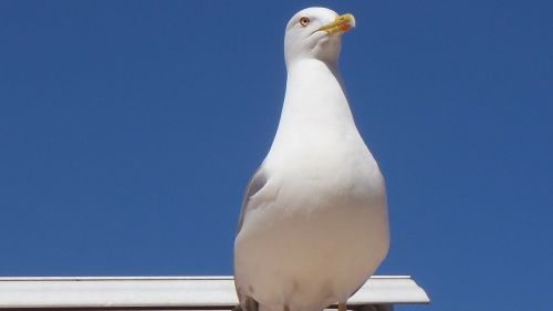 Paukštis, Kajakas, Profilis