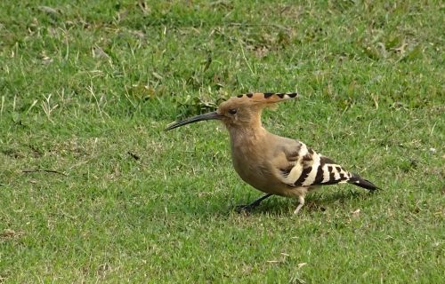 Paukštis, Paukštis, Kupolas, Upupa Epops, Upupidae, Laukinė Gamta, Gamta, Ornitologija, Indija