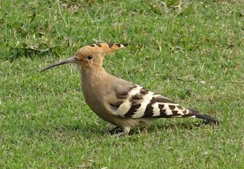 Paukštis, Paukštis, Kupolas, Upupa Epops, Upupidae, Laukinė Gamta, Gamta, Ornitologija, Indija