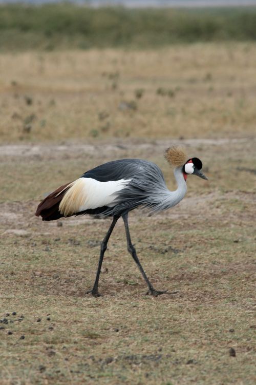 Paukštis, Retas, Kenya, Safari
