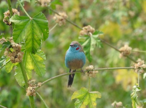 Paukštis, Etiopija, Mėlynas