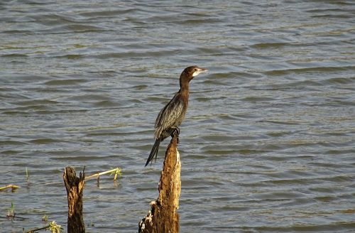 Paukštis, Vandens Paukštis, Mažas Kormoranas, Gamta, Laukinė Gamta, Paukštis, Bhimgadh, Karnataka, Indija
