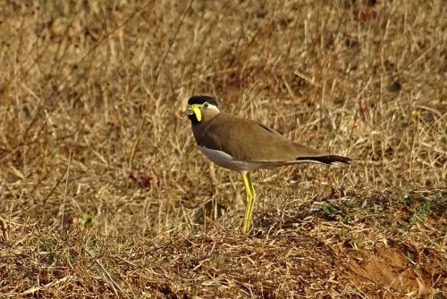 Paukštis, Geltonai Pūga, Vanellus Malabaricus, Lapwing, Laukinė Gamta, Paukštis, Bhimgadh, Karnataka, Indija