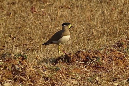 Paukštis, Geltonai Pūga, Vanellus Malabaricus, Lapwing, Laukinė Gamta, Paukštis, Bhimgadh, Karnataka, Indija