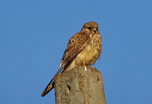 Paukštis, Raptoras, Medžiotojas, Plėšrūnas, Bendras Kestrelis, Moteris, Falco Tinnunculus, Plėšrusis Paukštis, Falconidae, Europinis Kestrelis, Eurazijos Kestrelis, Senas Pasaulis Kestrelis, Kestrelis, Paukštis, Falcon, Bhimgadh, Karnataka, Indija