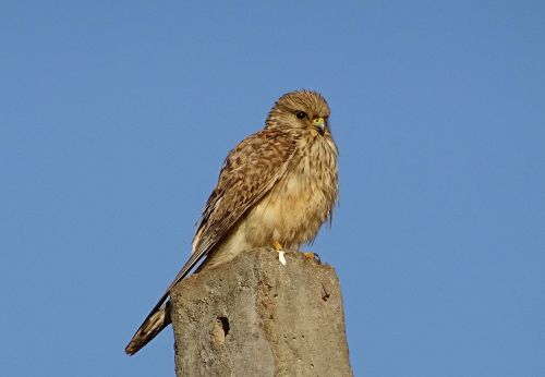 Paukštis, Raptoras, Medžiotojas, Plėšrūnas, Bendras Kestrelis, Moteris, Falco Tinnunculus, Plėšrusis Paukštis, Falconidae, Europinis Kestrelis, Eurazijos Kestrelis, Senas Pasaulis Kestrelis, Kestrelis, Paukštis, Falcon, Bhimgadh, Karnataka, Indija