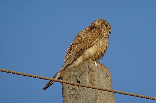 Paukštis, Raptoras, Medžiotojas, Plėšrūnas, Bendras Kestrelis, Moteris, Falco Tinnunculus, Plėšrusis Paukštis, Falconidae, Europinis Kestrelis, Eurazijos Kestrelis, Senas Pasaulis Kestrelis, Kestrelis, Paukštis, Falcon, Bhimgadh, Karnataka, Indija