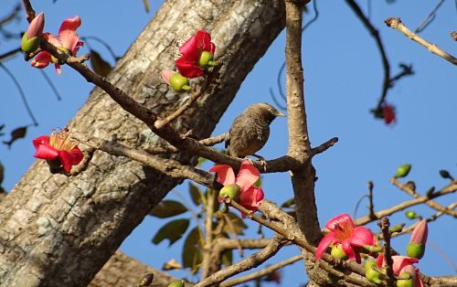 Paukštis, Geltonieji Balandžiai, Shimul Medis, Baltojo Galvos Liežuvis, Turdoides Affinis, Leiothrichidae, Karnataka, Indija