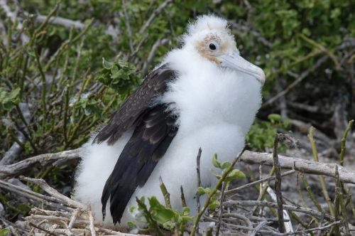 Paukštis, Galapagai, Sala, Ecuador, Frigate