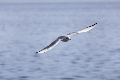 Paukštis, Gamta, Laukinė Gamta, Gyvūnas, Laukiniai, Sparnas, Plunksna, Snapas, Mielas, Balta, Pavasaris, Vasara, Egzotiškas, Skraidantis, Lauke, Vanduo, Jūra, Vandenynas, Balandis, Iš Arti, Sezonas, Atogrąžų, Kraštovaizdis, Skristi, Kelionė, Turizmas