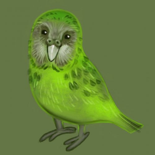 Paukštis, Kakapo, Papūga, Piešimas, Dažymas, Žalias, Mielas